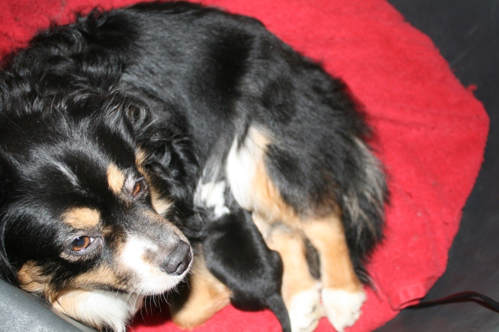 du Moulin de Blasco -  petite femelle berger américain miniature .