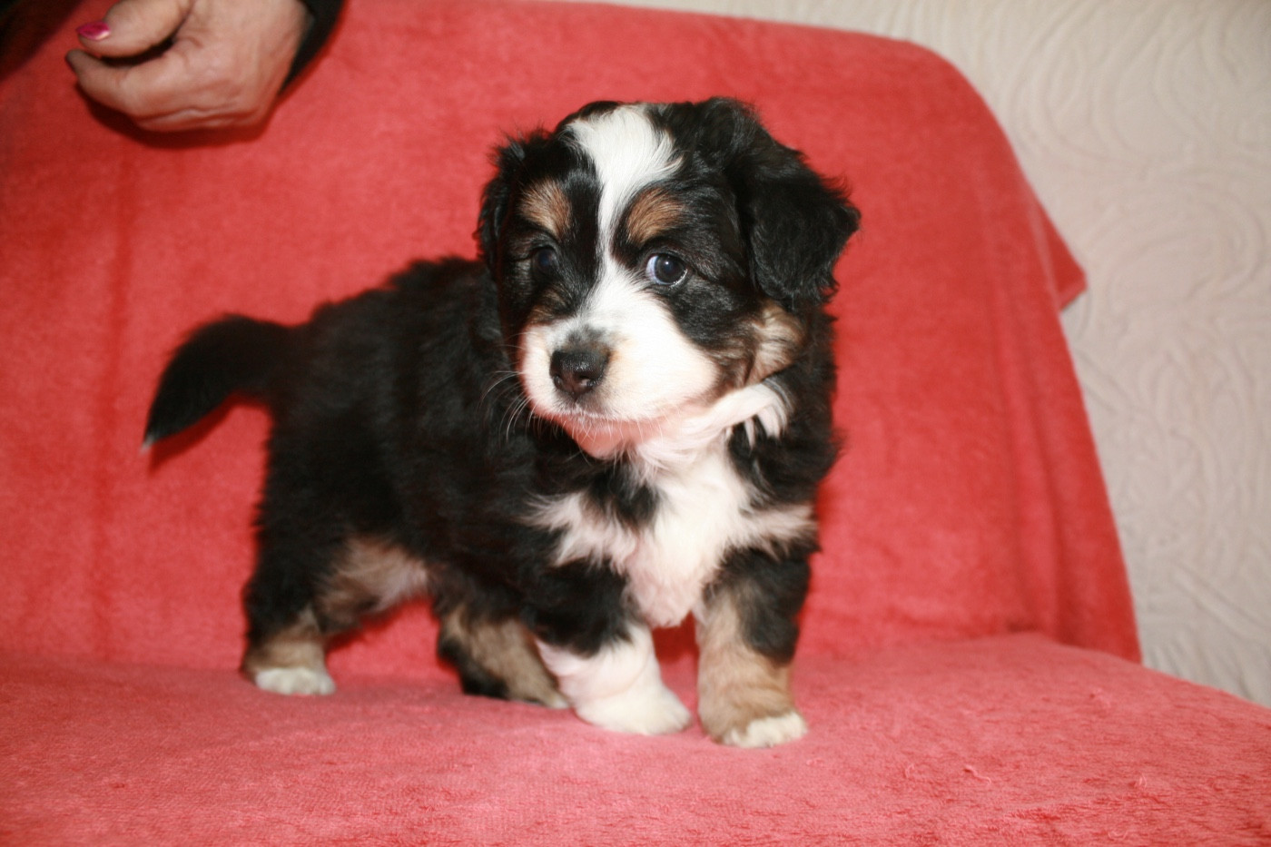 du Moulin de Blasco - Chiots disponibles - Berger Américain Miniature 