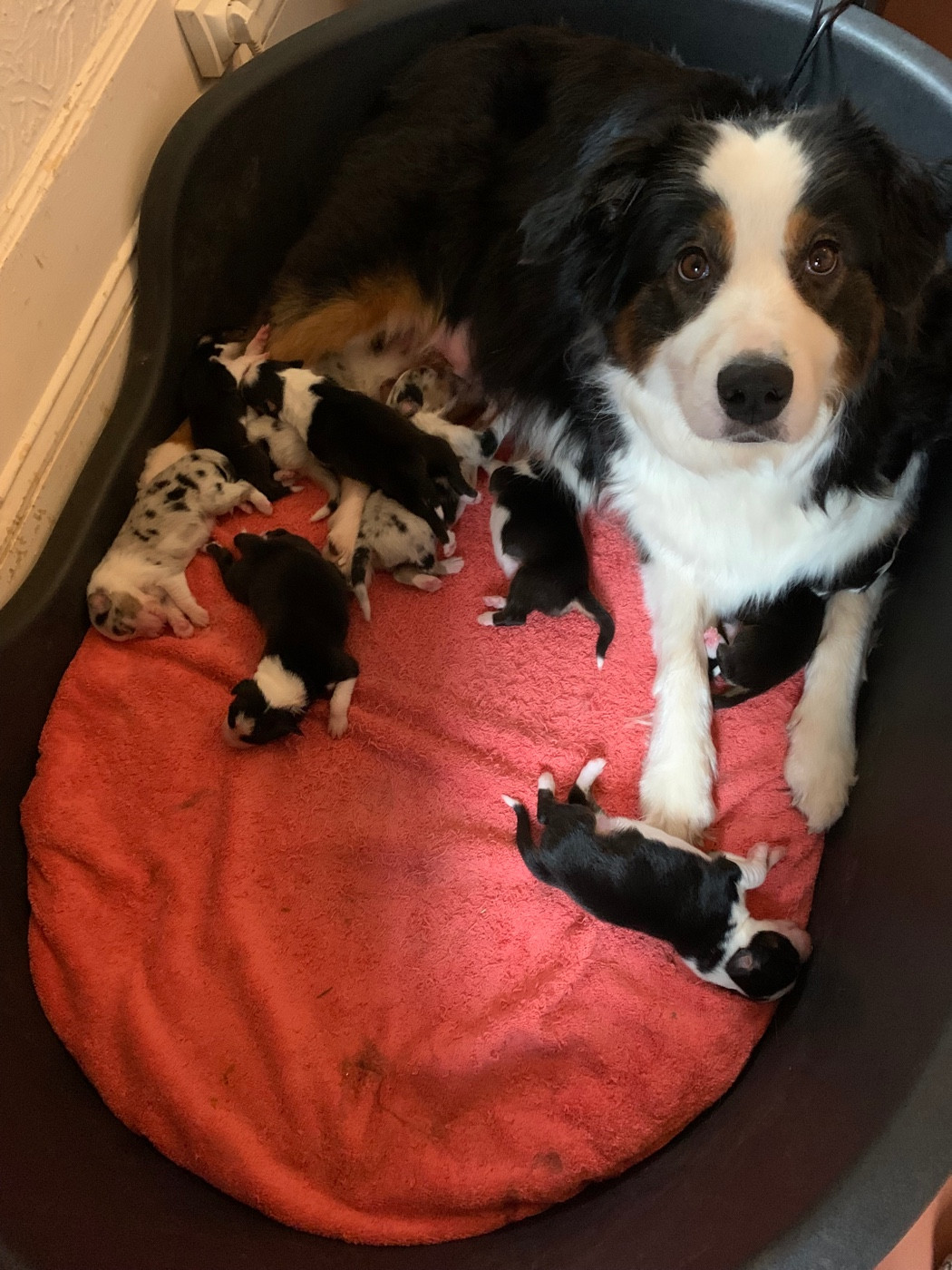 du Moulin de Blasco - Berger Australien - Portée née le 19/01/2026