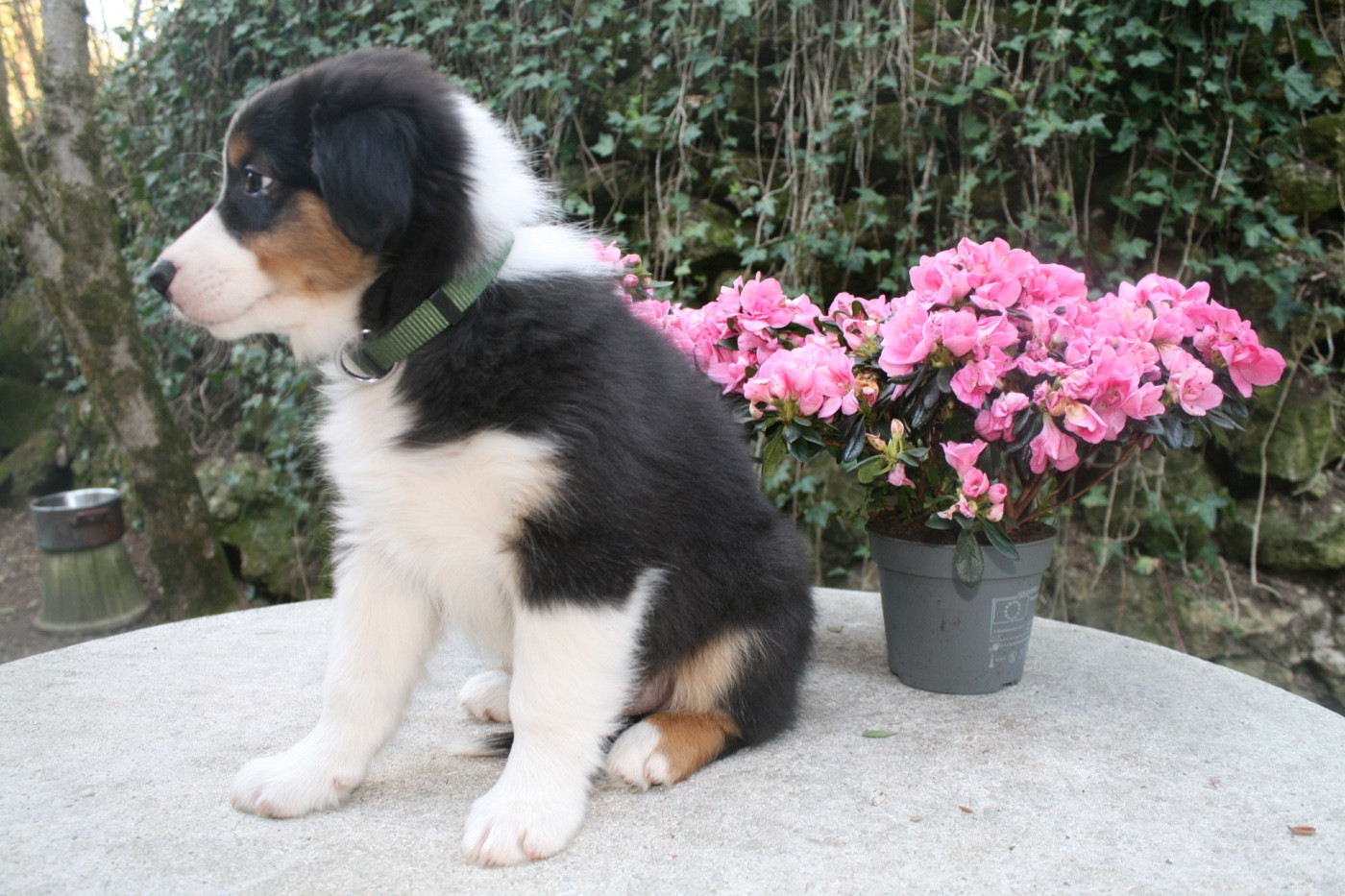 du Moulin de Blasco - Chiots disponibles - Berger Australien