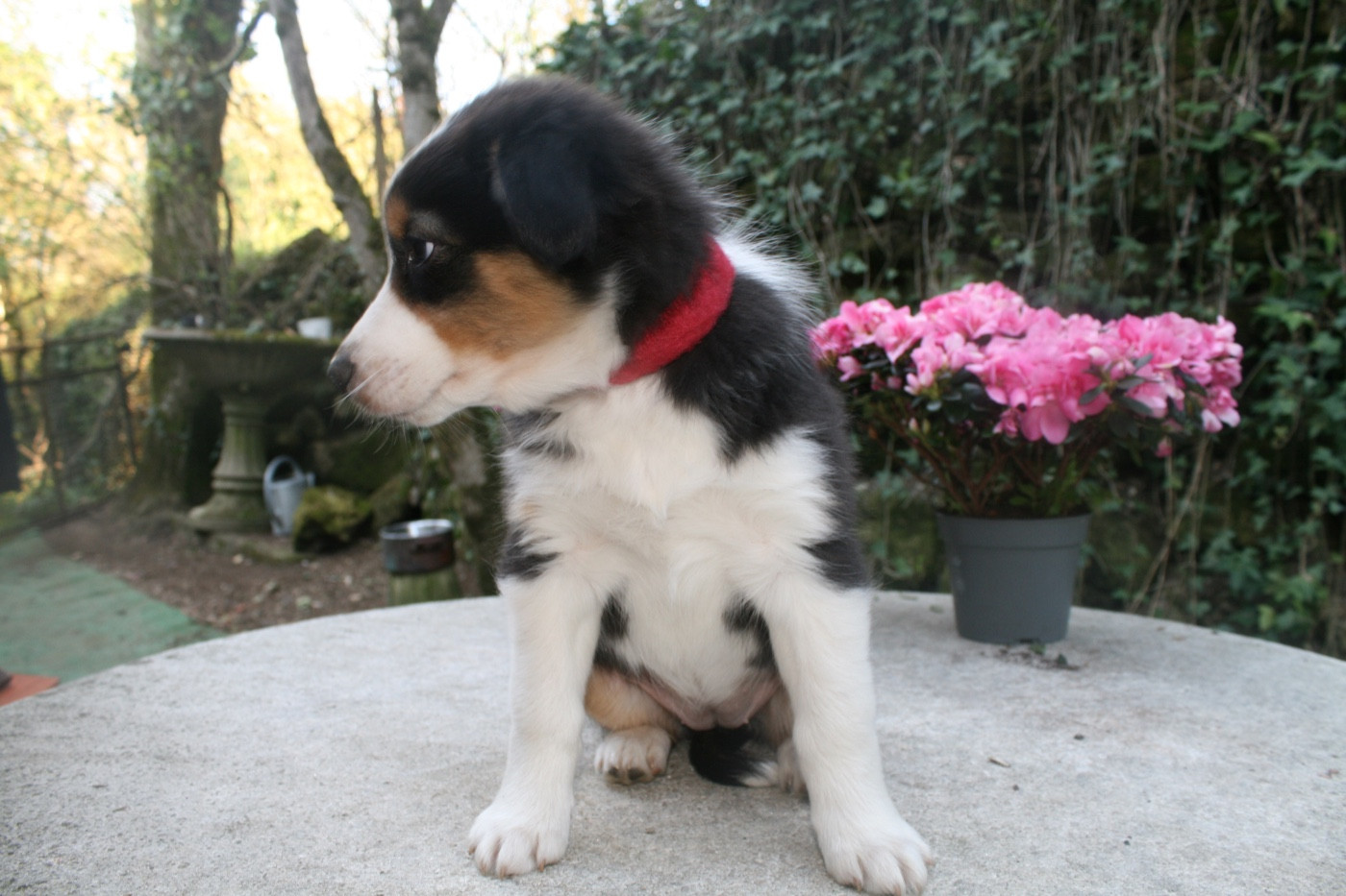 du Moulin de Blasco - Chiots disponibles - Berger Australien