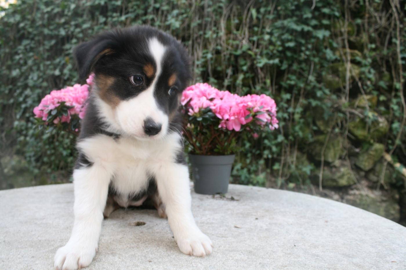 du Moulin de Blasco - Chiots disponibles - Berger Australien