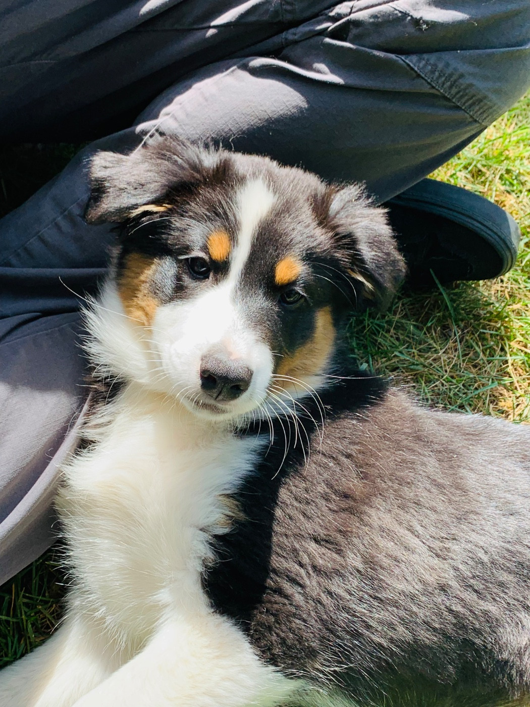 du Moulin de Blasco - Chiots disponibles - Berger Australien