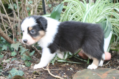 BRUME du moulin de blasco