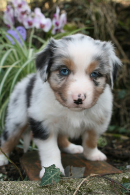 Brome onyx du moulin de blasco